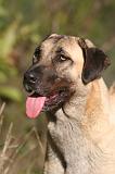 KANGAL 163